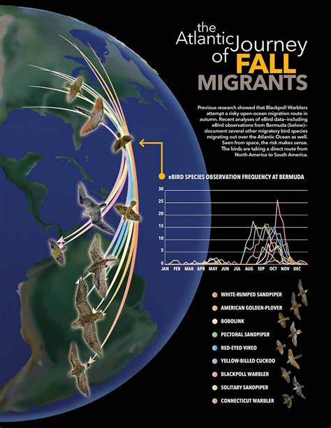 A New Flyway: Fall Migrants Cross the Atlantic to Reach South America | Living Bird | All About ...