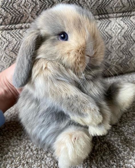 This Holland Lop Bunny : r/aww