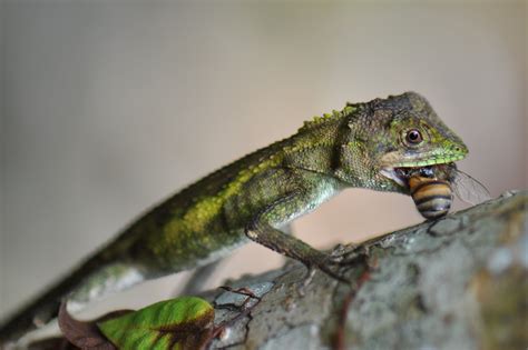 Okinawan Tree Lizards of the Ryukyu Islands by Shawn Miller | Okinawa ...