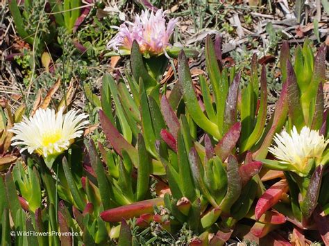 Carpobrotus edulis - wild in Provence