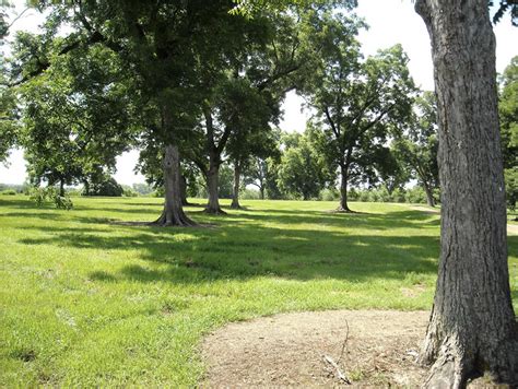 Pecan Orchard Renovation | Mississippi State University Extension Service