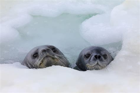 Seal Swimming Lessons: Cal Poly Study Shows These Seals Learn from Mom ...