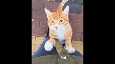 Adorable cat ‘pleads’ human for hugs, video will leave you smiling ...