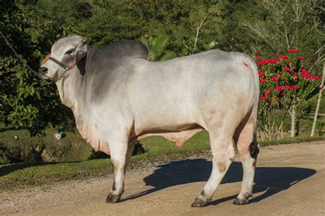 Breeding of the Brahman Cattle Breed Stock Image - Image of range ...