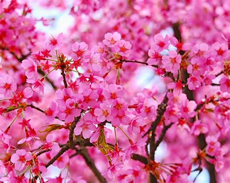 Download wallpaper 1280x1024 cherry blossom, pink flowers, nature ...