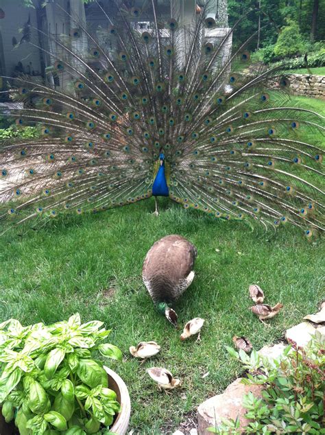 Blue's Peacock Family - Exquisite Birds in Nature