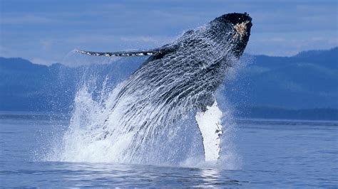 Humpback Whales - Narrated by Ewan McGregor - Official IMAX Trailer ...