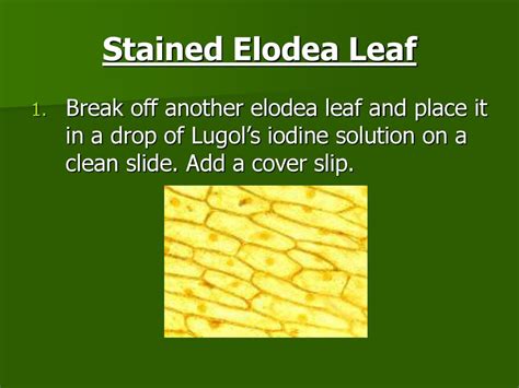 Stained Elodea Cell