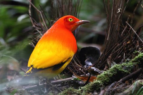 The Flame Bowerbird (Sericulus aureus) - Charismatic Planet