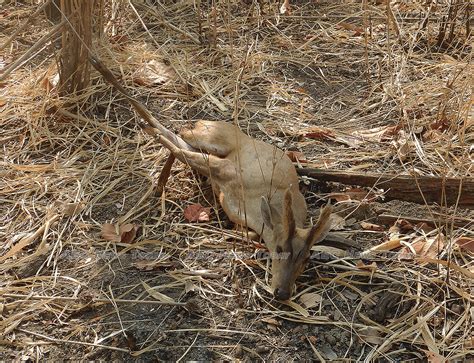 Cambodia’s silent wildlife slaughter for bushmeat risks zoonotic ...