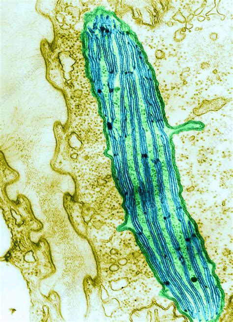 Chloroplast in Euglena viridis (TEM) - Stock Image - C028/3267 ...