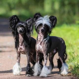 Chinese Crested Dog Breed » Everything About Chinese Crested Dogs