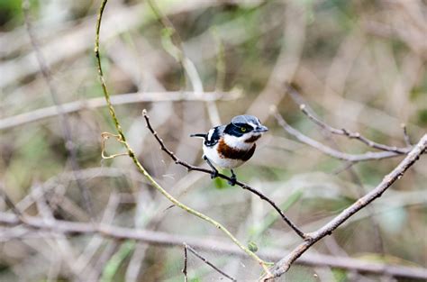 Chinspot Batis Stock Photo - Download Image Now - Animal, Animal ...