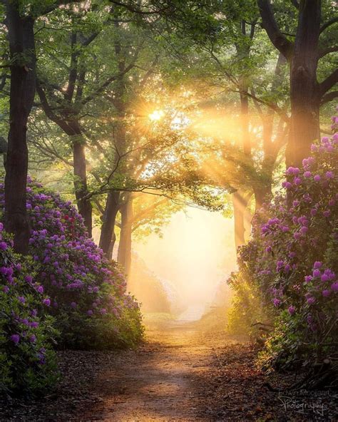 wish7master: “…rise and shine ” | Path to heaven, Landscape, Nature photography