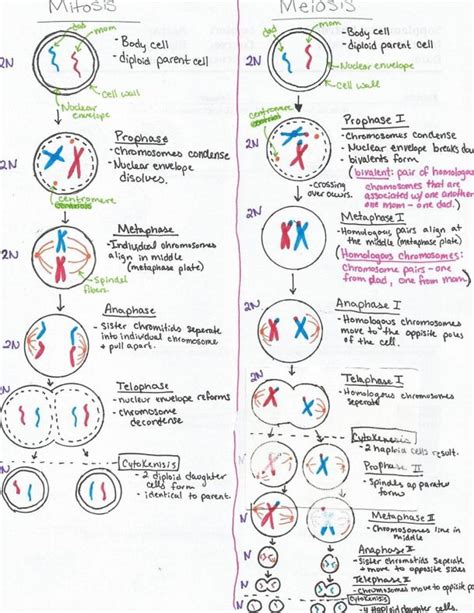 Mitosis Vs Meiosis Venn Diagram Worksheet