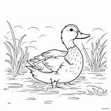 Kids Coloring Page Of A Duck On The Pond That Is Blank And Downloadable  sketch template