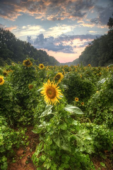 Maryland Sunflower Field at Sunset