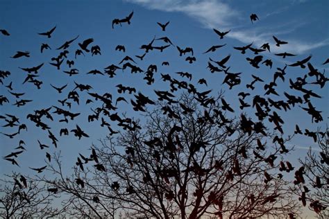 'Black Cloud' of Roosting Crows Haunts Pennsylvania Street For Over A Month