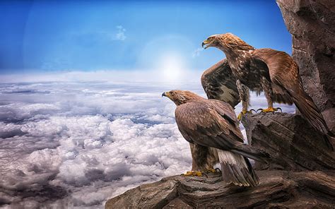 HD wallpaper: Eagles Birds Prey Masters At Heights Sky Clouds Roc Sun ...