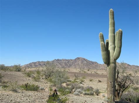 How To Determine Age Of Saguaro Cactus : The flowers bloom in may until june and are a creamy ...