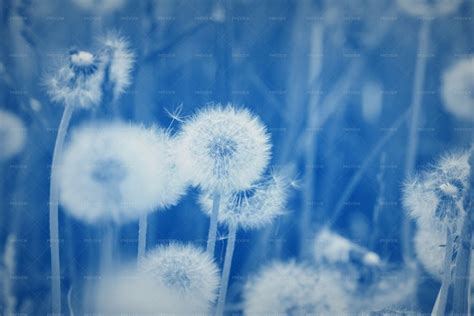 Field Of Dandelion Seeds Blowing - Stock Photos | Motion Array