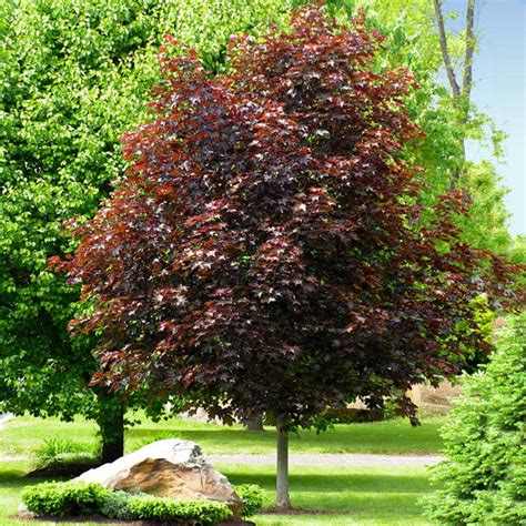 Crimson King Red Maple Tree For Sale - Fuegoder Revolucion