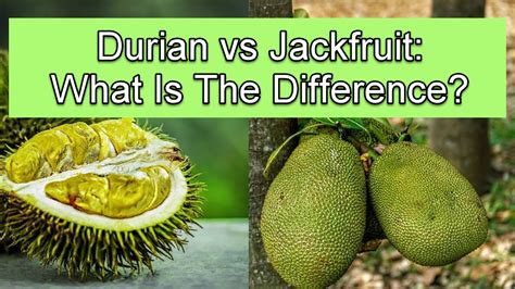 Durian vs Jackfruit: What Is The Difference? - Asian Recipe