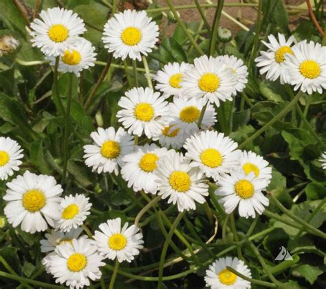 Single White English Daisy (Bellis perennis) | Applewood Seed Company