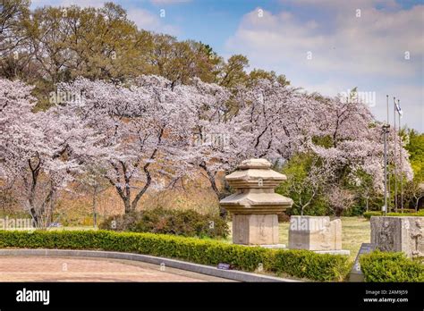 31 March 2019: GyeongJu, South Korea - Cherry blossom and carved blocks ...