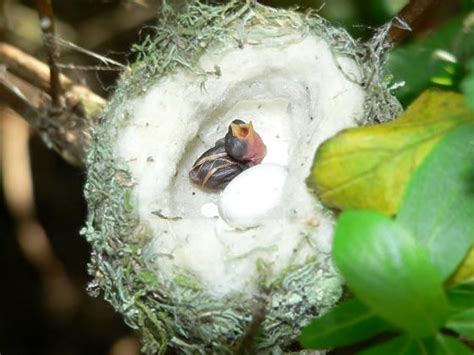 White Wolf : Hummingbird Nest Cam - Live Stream