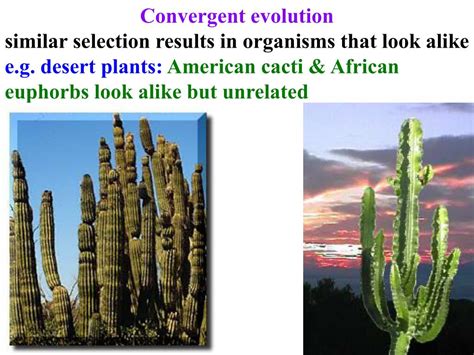 PPT - Evidence for macroevolution Strongest = Fossil Record order of fossils in sediments ...