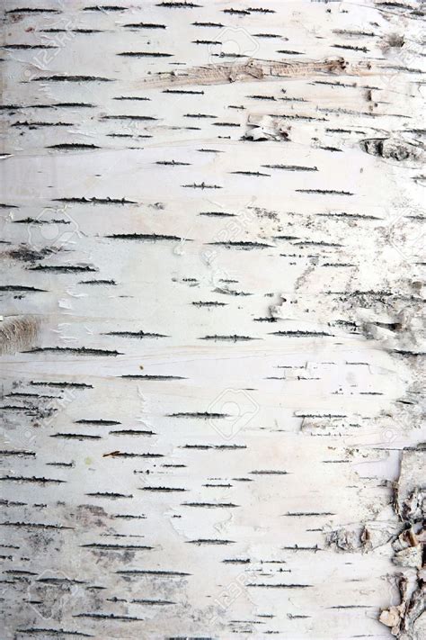 white bark birch tree texture - Google Search | Birch tree art, Tree textures, Tree bark texture