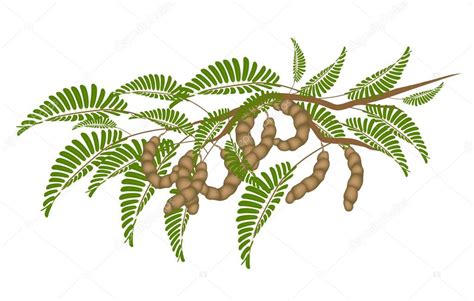 Fresh Brown Tamarind Pods on Tree Branch — Stock Vector © Iamnee #29254751