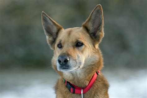 Dog German Shepherd X Free Stock Photo - Public Domain Pictures