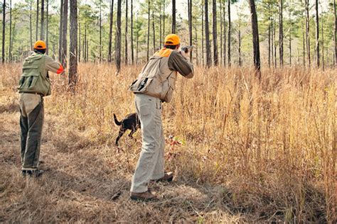 Quail Hunting