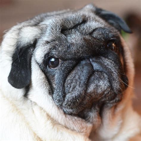 Pedigree Dogs Exposed - The Blog: My Pug Boo - loved to death