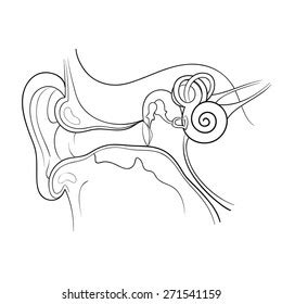 Ear Anatomy Outline Vector Illustration: เวกเตอร์สต็อก (ปลอดค่าลิขสิทธิ์) 271541159 | Shutterstock