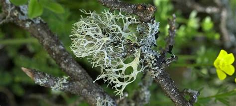 Edible Lichen and Moss: A Last Resort?