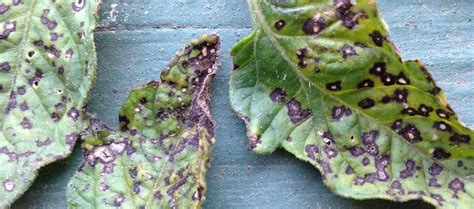 Septoria Leaf Spot of Tomatoes | University of Maryland Extension