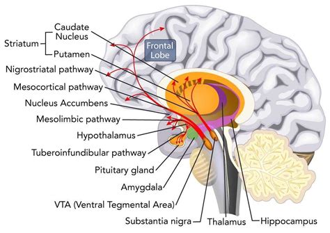 Brain Anatomy And Function, Ventral Tegmental Area, Substantia Nigra ...