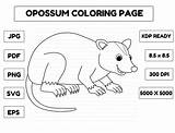 Opossum Animal Coloring Page For Kids Graphic By Abbydesign · Creative  sketch template
