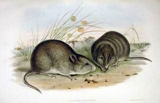 Broad-faced potoroo | Potorous platyops facts