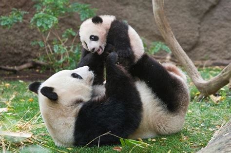 Our favourite panda photos