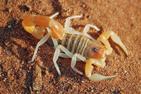 Scorpion, Nambia desert stock photo. Image of predator - 17103736