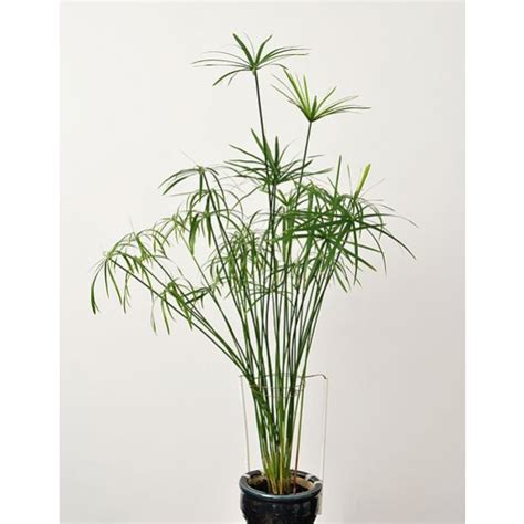 Cyperus Alternifolius Seeds (Umbrella Papyrus, Umbrella Sedge, Umbrella ...