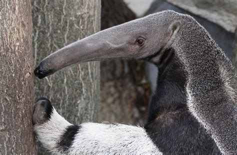 giant anteater (Myrmecophaga tridactyla) | Giant anteater, Detroit zoo, Anteater