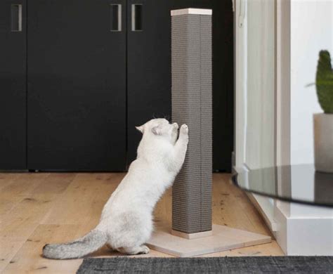 5 Best Tall Scratching Posts for Large Cats in 2024 – tuft + paw