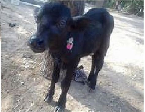 Murrah Buffalo Calf at Rs 16000 | Murra Buffalo in Karnal | ID: 18169901673