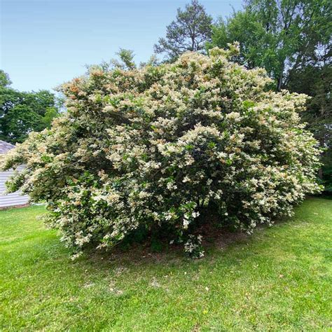 Waxleaf Privet Hedge - Ligustrum japonicum for Sale - Brighter Blooms Nursery – BrighterBlooms.com