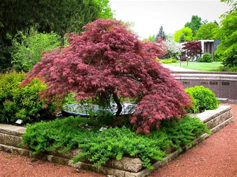 Red Dragon Weeping Japanese Maple | New Life Nursery